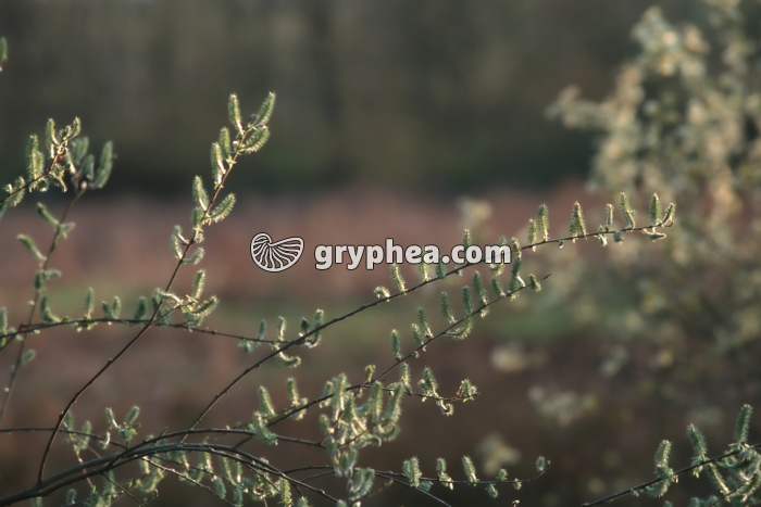 Saule (Salix caprea) - fleurs femelles au début du printemps - gryphea.com